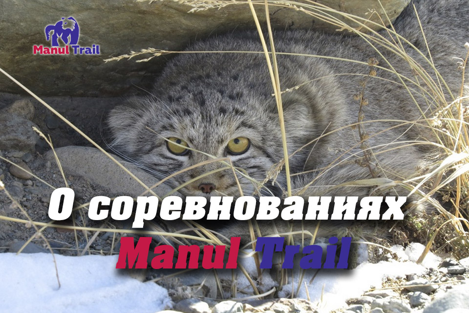Соревнования познакомят тебя с первозданной природой Алтая и даже подарят возможность понаблюдать за дикими представителями фауны, обитающими в окрестностях Национального парка «Сайлюгемский».<br>

Дорога до места проведения соревнований проходит по Чуйскому тракту, который по версии «National Geographic Россия» входит в ТОП-10 красивейших дорог мира. Это путешествие длинною около 500 км. станет уникальным, ведь Чуйский тракт проходит через 4 природные зоны - от лесостепи до каменистой пустыни. Алтай предстанет перед тобой во всей своей красе. <br>
Место старта Manul trail находится в горах на высоте 2073 метров над уровнем моря и на 40 км. удалено от ближайшего населённого пункта - села Кош-Агач.
Тебя ждут сложные и интересные трассы, невероятно красивые пейзажи дикой природы, культурная программа от организаторов, общение с друзьями и единомышленниками.


